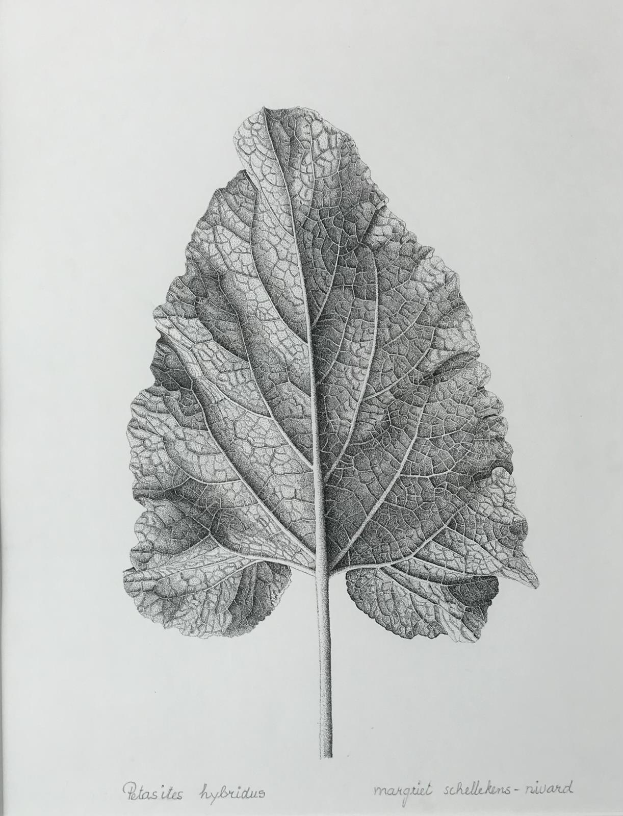 Petasites hybridus